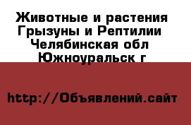 Животные и растения Грызуны и Рептилии. Челябинская обл.,Южноуральск г.